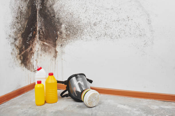 Best Residential Mold Remediation in Osage City, KS