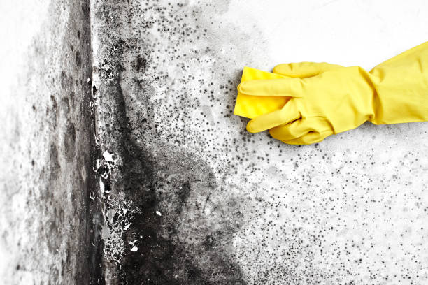 Professional Mold Remediation in Osage City, KS