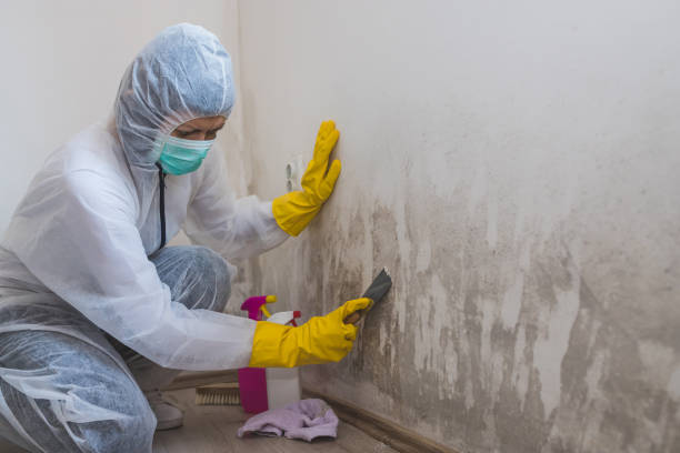 Best Insurance-Related Mold Remediation in Osage City, KS