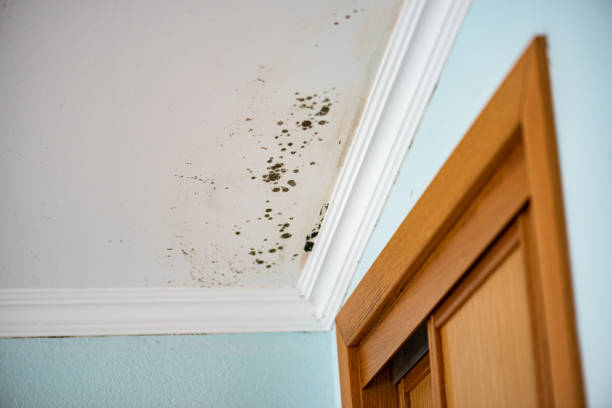 Best Commercial Mold Remediation in Osage City, KS