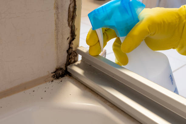 Best Industrial Mold Remediation in Osage City, KS