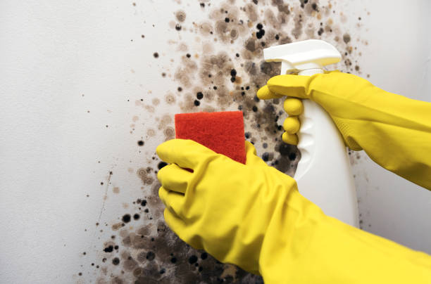Best Post-Flood Mold Remediation in Osage City, KS