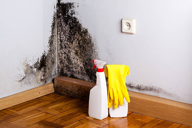 Best Bathroom Mold Remediation in Osage City, KS