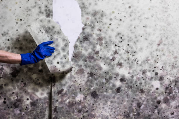 Best Localized Mold Remediation (e.g., coastal areas, humid climates) in Osage City, KS
