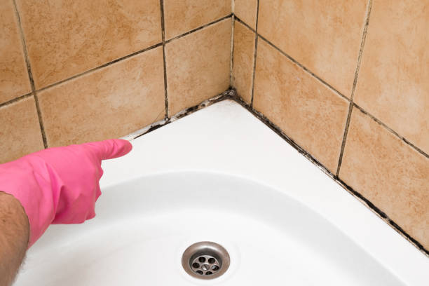 Best Preventive Mold Services in Osage City, KS